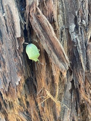 Chlorochroa