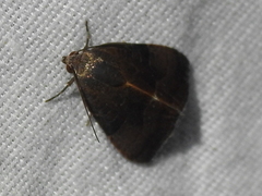 Galgula partita