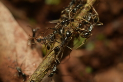 Labidus