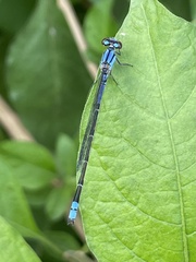 Enallagma novaehispaniae