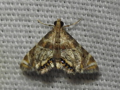 Petrophila fulicalis