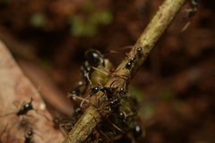 Labidus