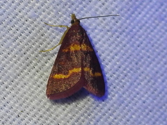 Pyrausta tyralis
