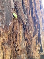 Chlorochroa