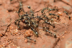 Labidus