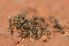 Labidus