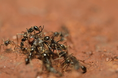 Labidus