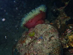 Heteractis magnifica