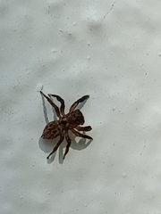 Euophryini