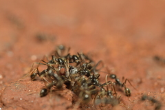 Labidus