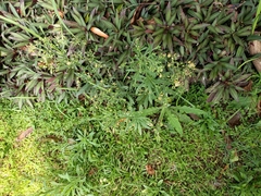 Erigeron sumatrensis