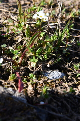 Draba ochroleuca