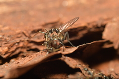 Labidus
