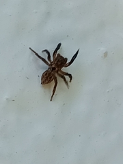 Euophryini