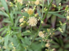 Erigeron sumatrensis