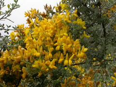 Genista canariensis