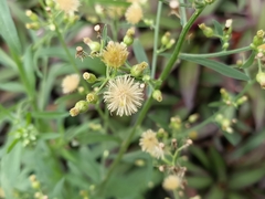 Erigeron sumatrensis
