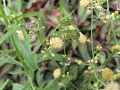 Erigeron sumatrensis