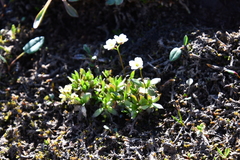 Draba ochroleuca