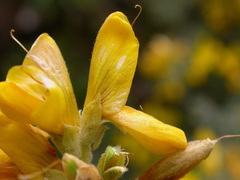 Genista canariensis