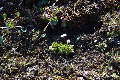 Draba ochroleuca