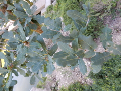 Quercus laceyi