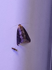 Ercheia dubia