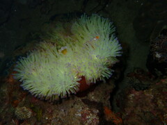 Heteractis magnifica