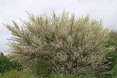 Cytisus multiflorus
