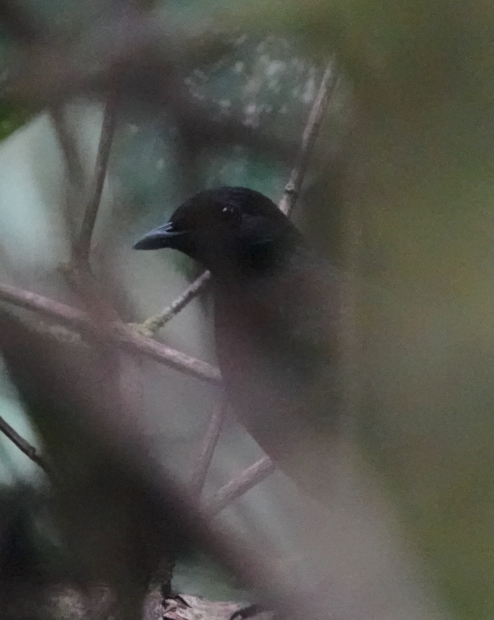 Rufous-breasted Antthrush (Formicarius rufipectus), photo 10