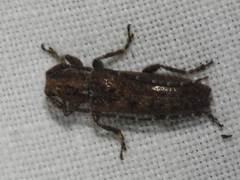 Ataxia crypta
