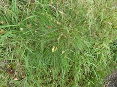 Festuca rubra