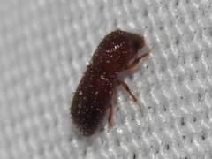 Xyleborus
