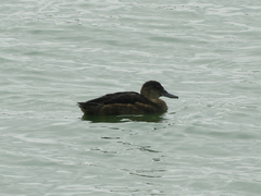 Heteronetta atricapilla