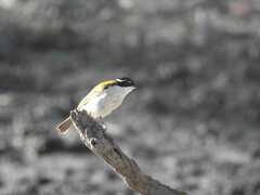 Melithreptus albogularis