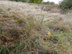Juncus conglomeratus