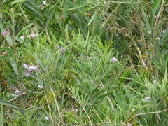 Solanum glaucophyllum