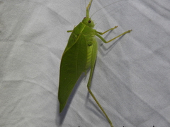 Microcentrum rhombifolium