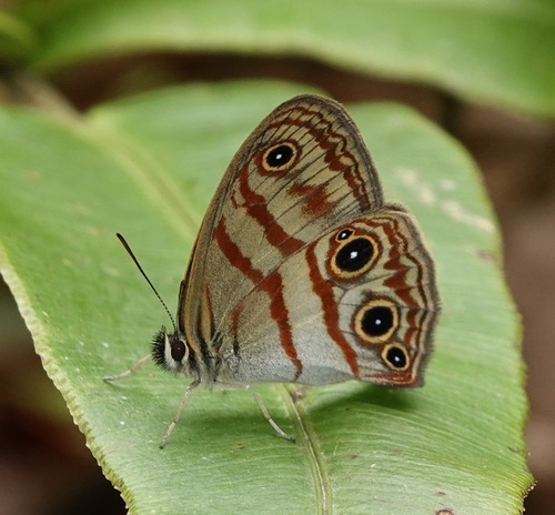 Euptychia cesarense
