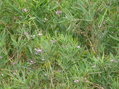 Solanum glaucophyllum