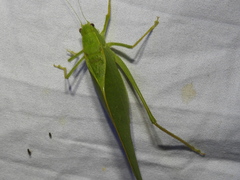 Microcentrum rhombifolium
