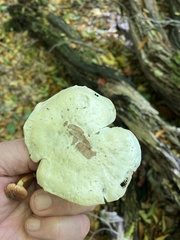 Clitocybe robusta
