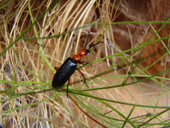 Lytta vulnerata