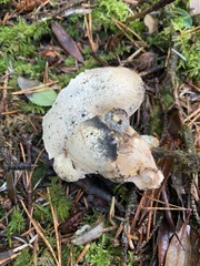 Albatrellaceae