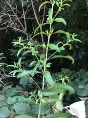 Aureolaria virginica