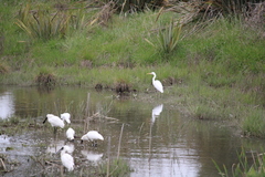 Ardea alba modesta