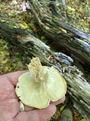 Clitocybe robusta