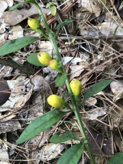 Aureolaria virginica