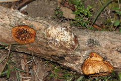 Hexagonia vesparia