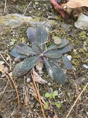 Pilosella officinarum